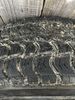 IMG_1455.jpeg