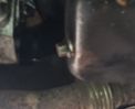 Filename : My 300 TDI Sump plug.jpg
Filesize : 268KB
Dimensions : 1700x1384
Date added : Jul 25, 2020 My 300 TDI Sump plug.jpg