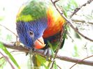 Lorikeet+Butzelie_035123.jpg