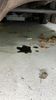 Filename : IMG_8528.jpeg
Filesize : 1565KB
Dimensions : 1750x3111
Date added : Oct 17, 2022 IMG_8528.jpeg