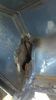 Filename : IMG-20230311-WA0000.jpeg
Filesize : 864KB
Dimensions : 1750x3111
Date added : Mar 17, 2023 IMG-20230311-WA0000.jpeg