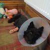 Filename : IMG-20240618-WA0006.jpg
Filesize : 124KB
Dimensions : 1750x1750
Date added : Jun 18, 2024 IMG-20240618-WA0006.jpg