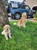 Filename : 20240817_121411.jpg
Filesize : 1948KB
Dimensions : 1750x2333
Date added : Aug 17, 2024 20240817_121411.jpg